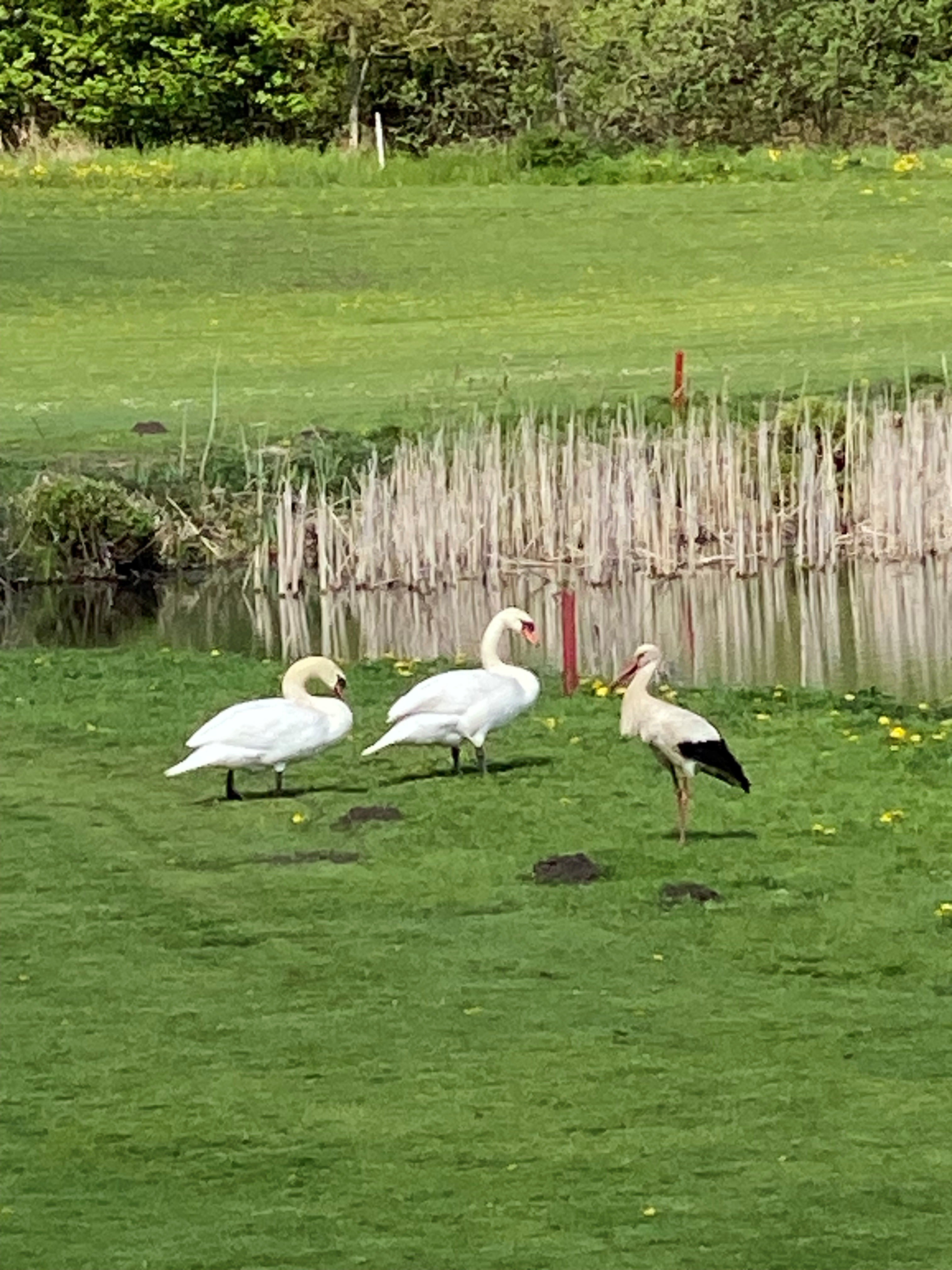 Storch%20mit%20Schw%C3%A4nen