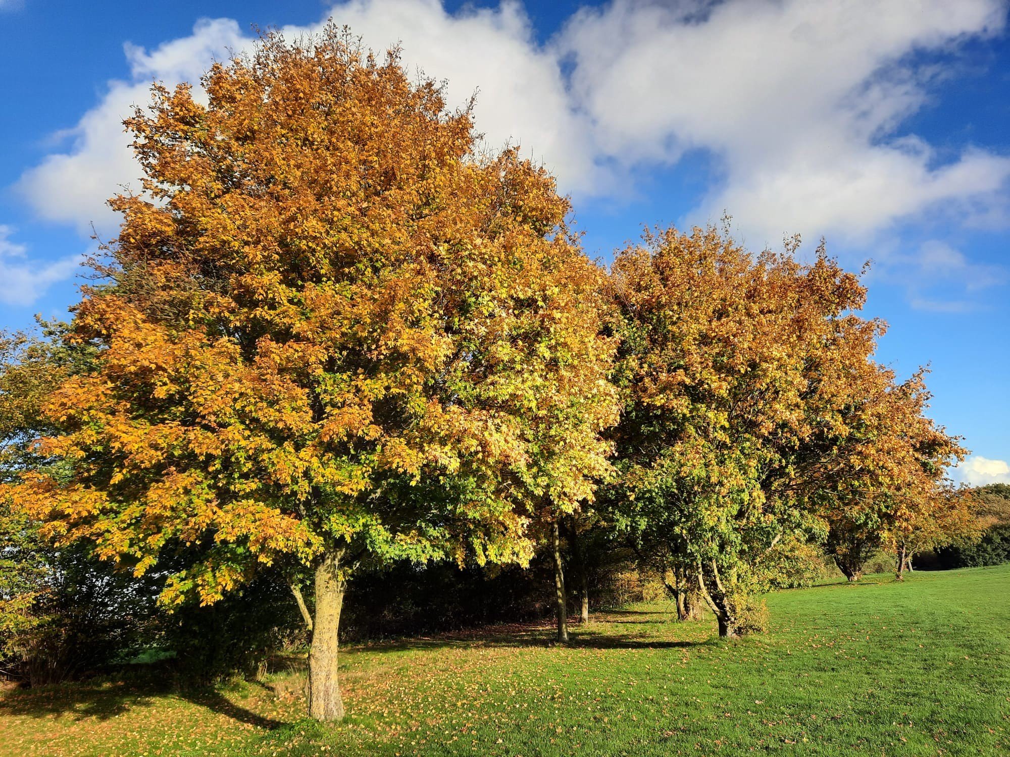 Herbst von Bianka